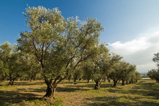 Borges - mediterranean cuisine - olive trees