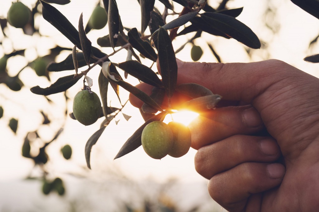 Hand, holding an olive from the olive tree, symbol of the Mediterranean diet